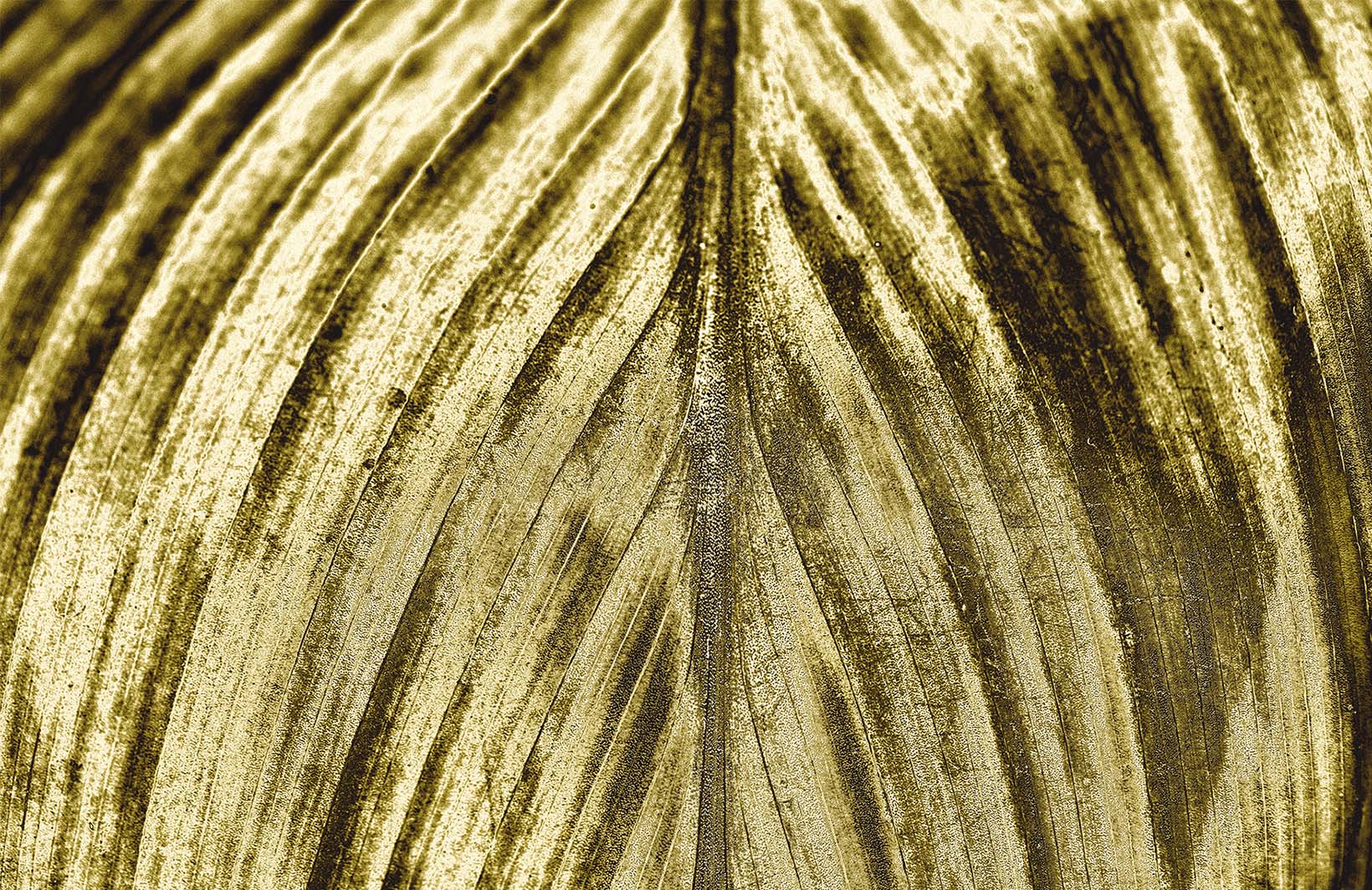 Стильные фотообои с золотым листом тропического растения Узоры на Стене