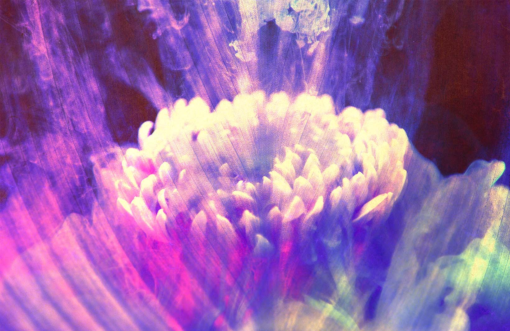 Фотообои с туманным цветком лотоса Узоры на Стене