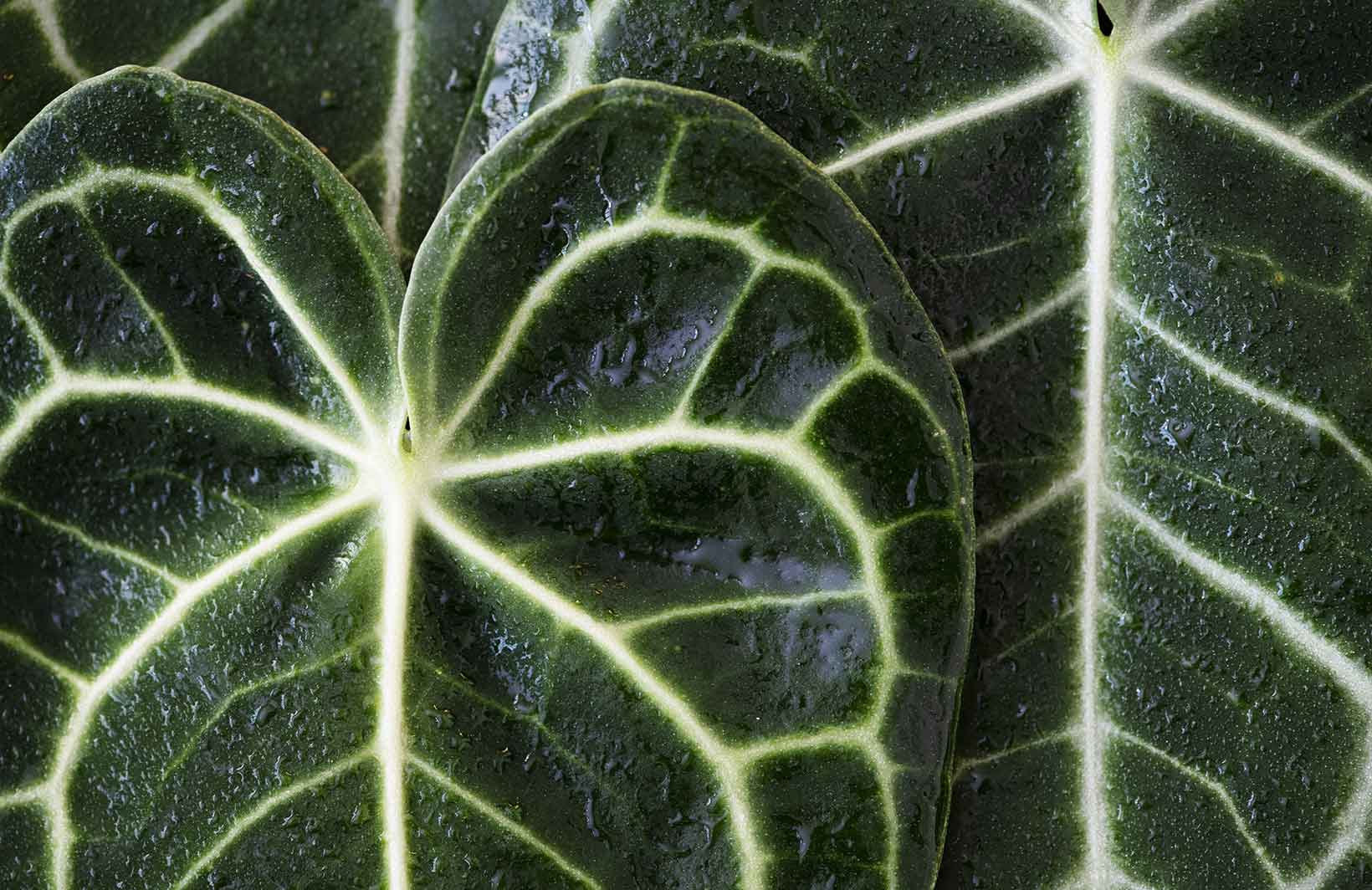 Освежающие фотообои с красивым растением из тропиков Узоры на Стене