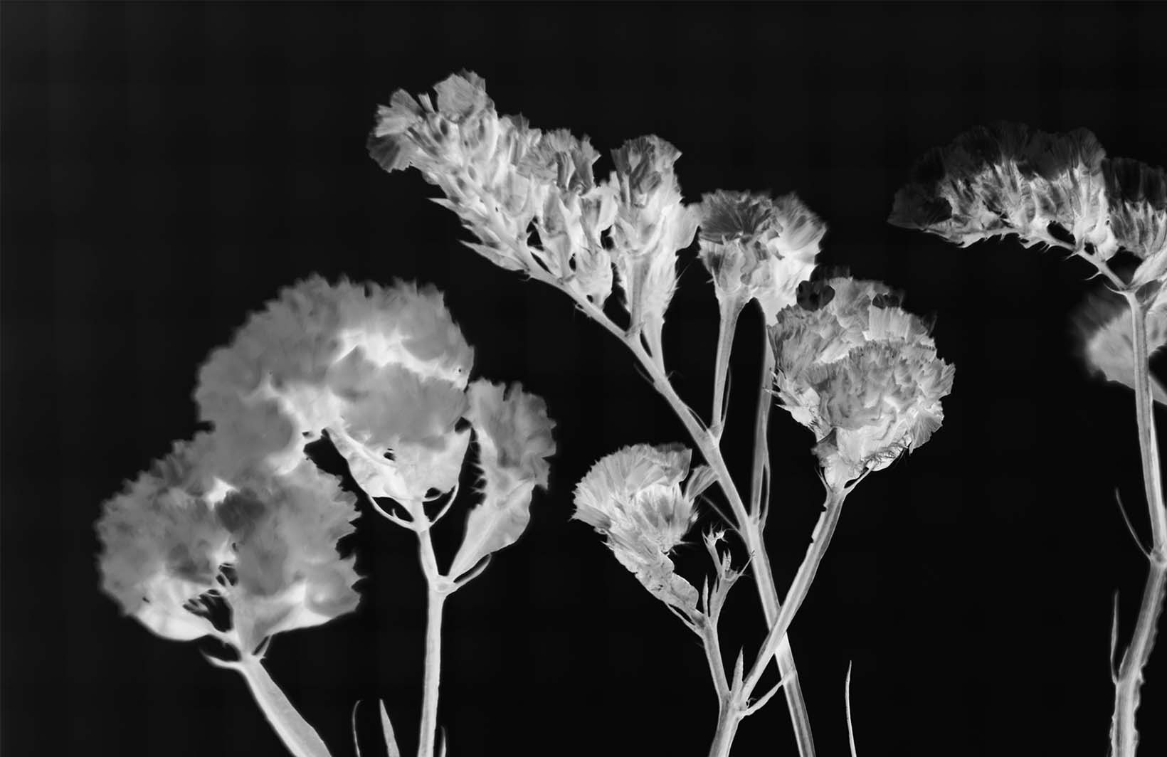 Фотообои черно белые цветы Узоры на Стене