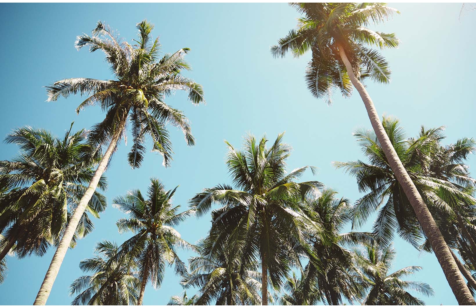 Фотообои пальмы стремятся в небо Узоры на Стене