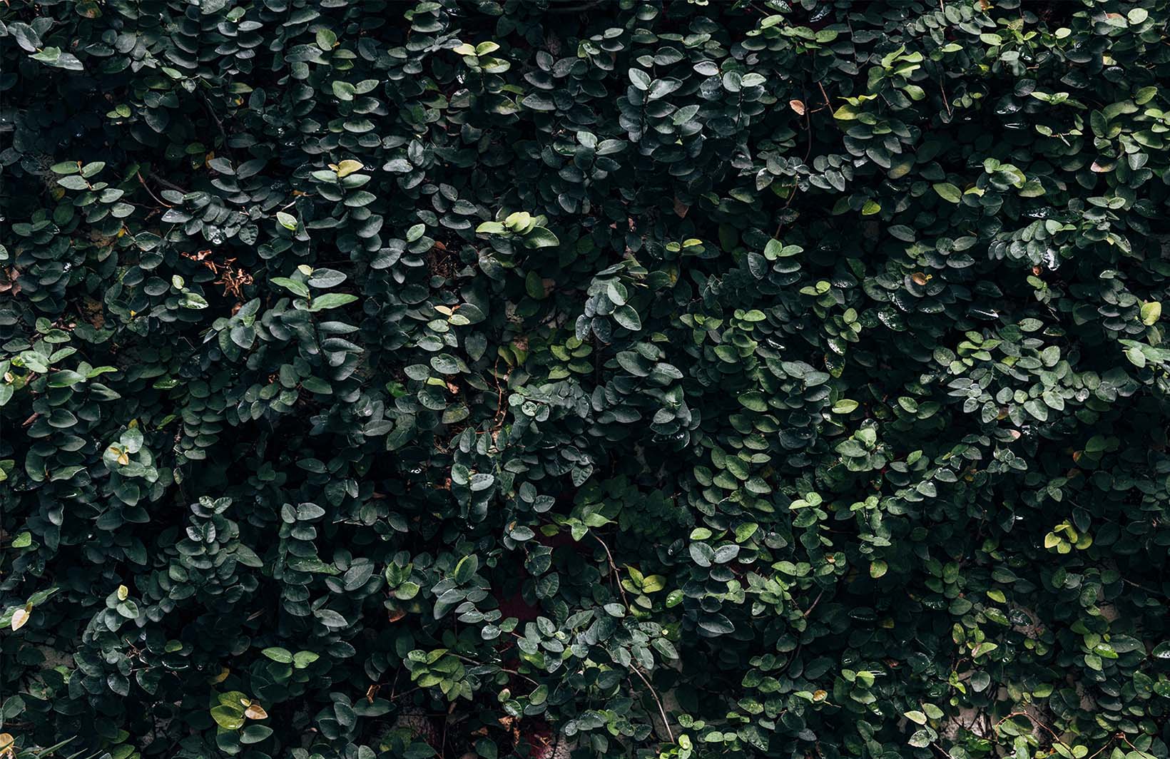 Фотообои в темных тонах с зеленью листвы Узоры на Стене