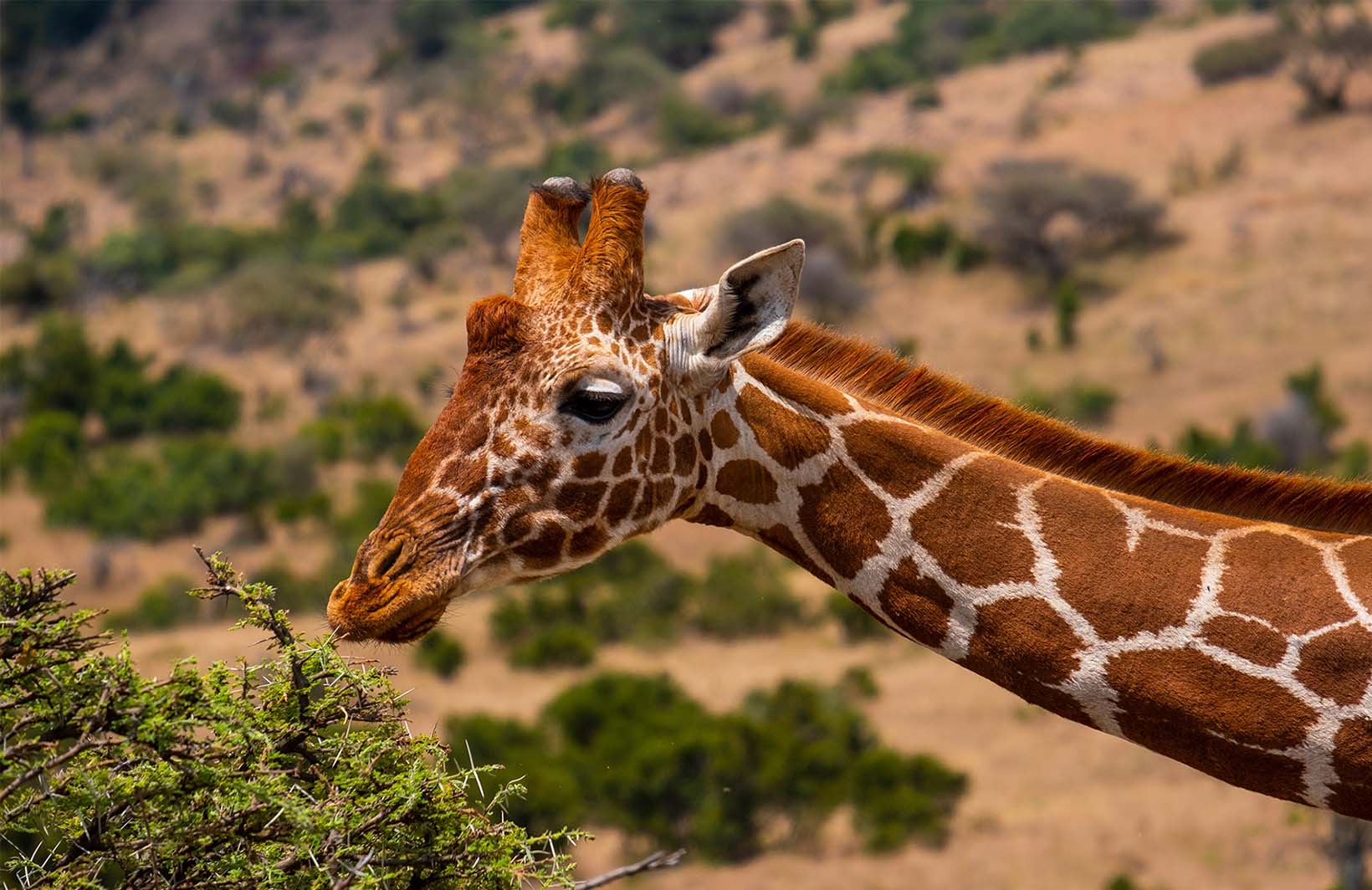 Фотообои с животным. Жираф в естественных условиях Узоры на Стене