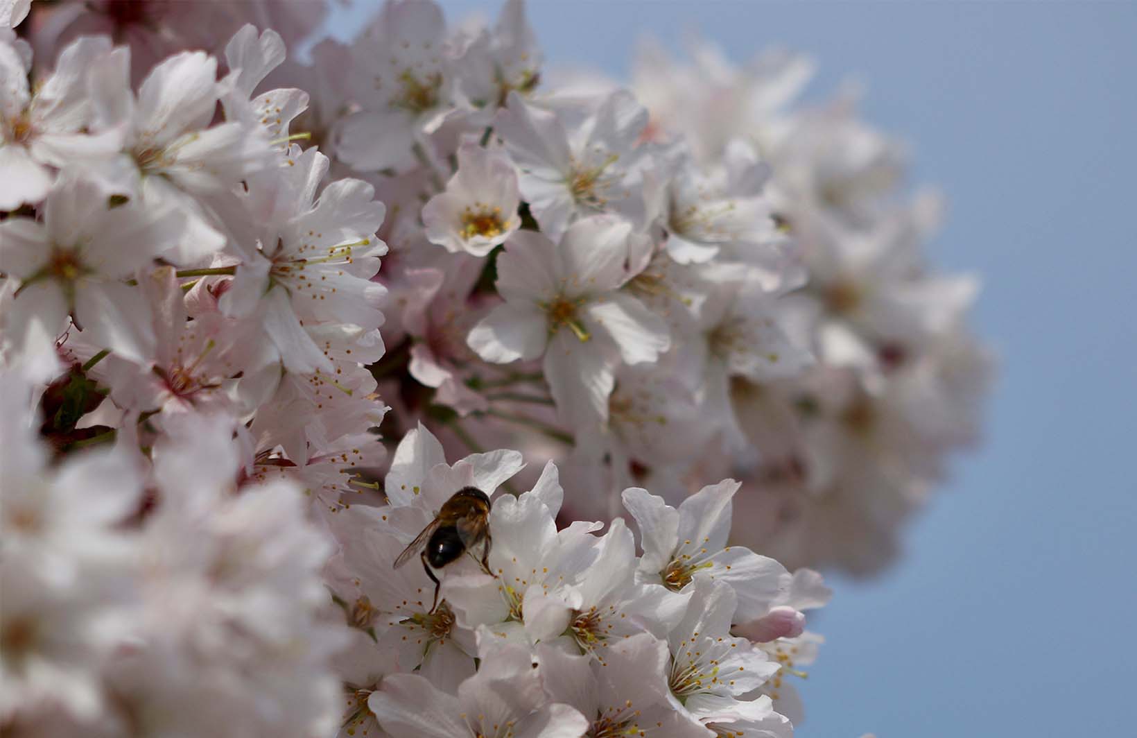 Весенние фотообои цветущий май Узоры на Стене