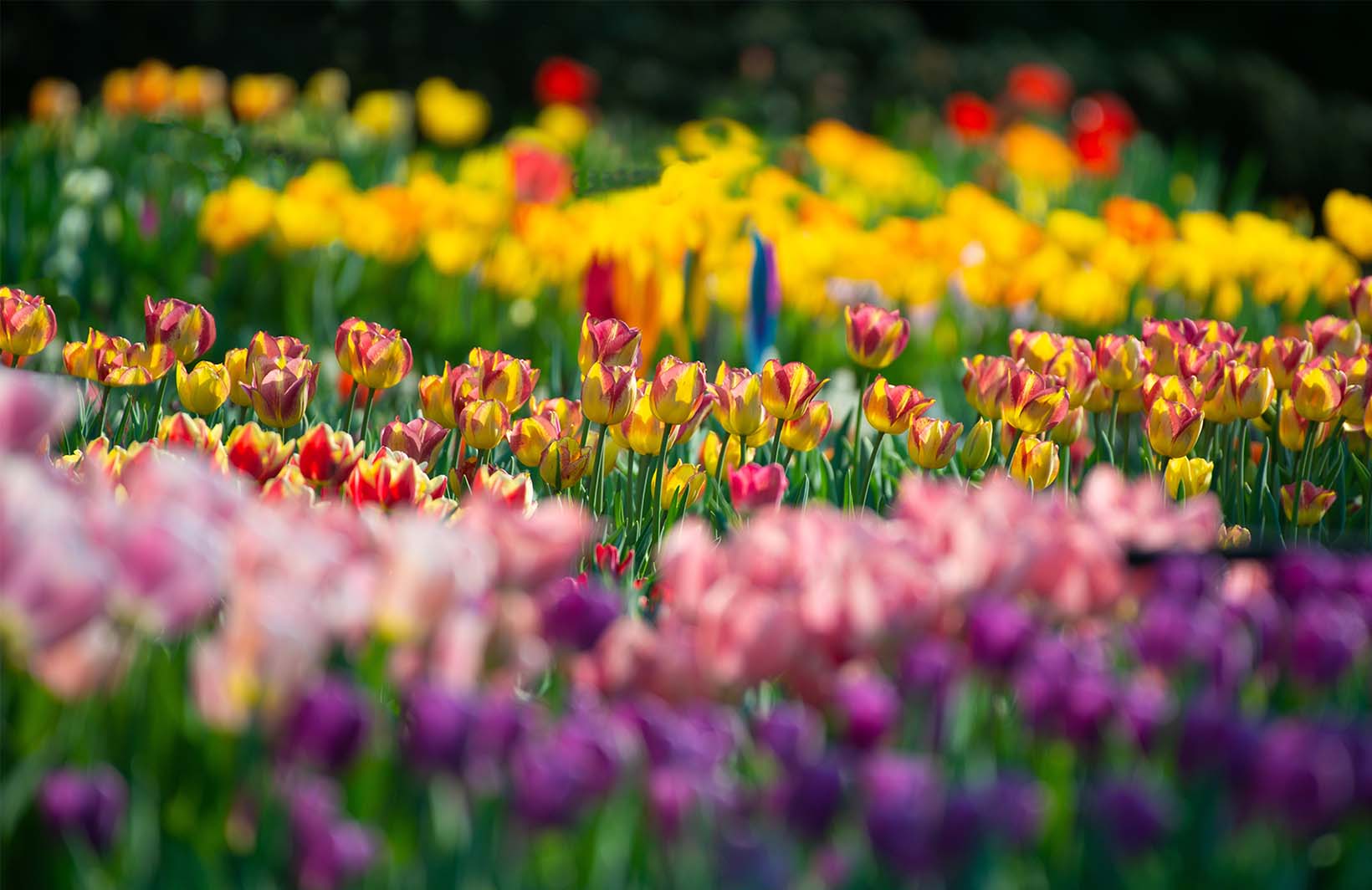 Фотообои с тюльпанами в солнечный день Узоры на Стене