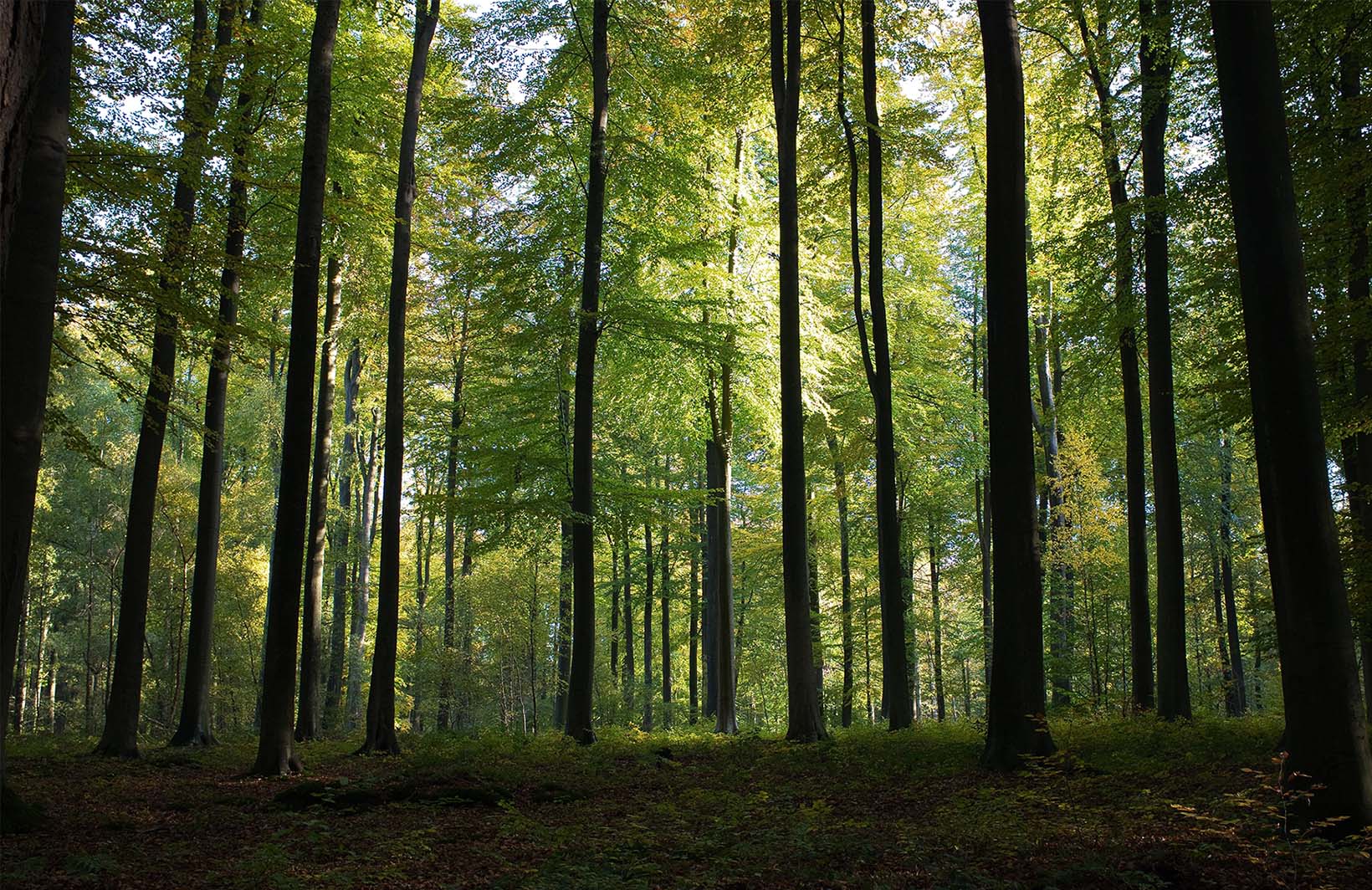 Фотообои с завораживающим лесным пейзажем Узоры на Стене