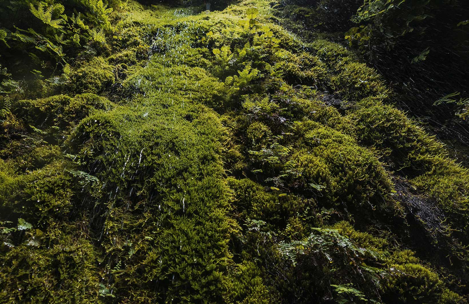 Освежающие фотообои с папоротниками и тропической растительностью Узоры на Стене