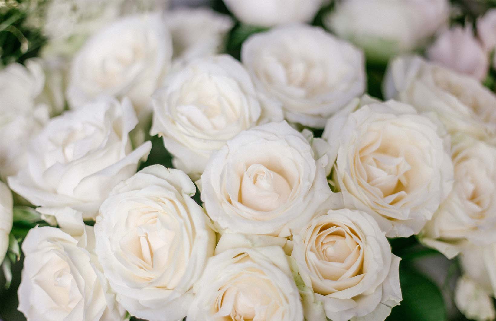 Фотообои с нежными белыми розами Узоры на Стене