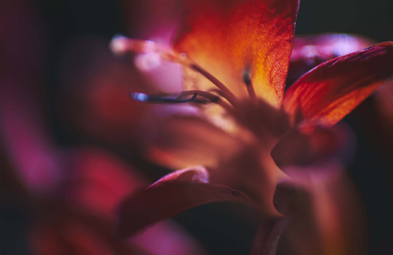 Огненно-теплые фотообои с макроизображением лилии Узоры на Стене