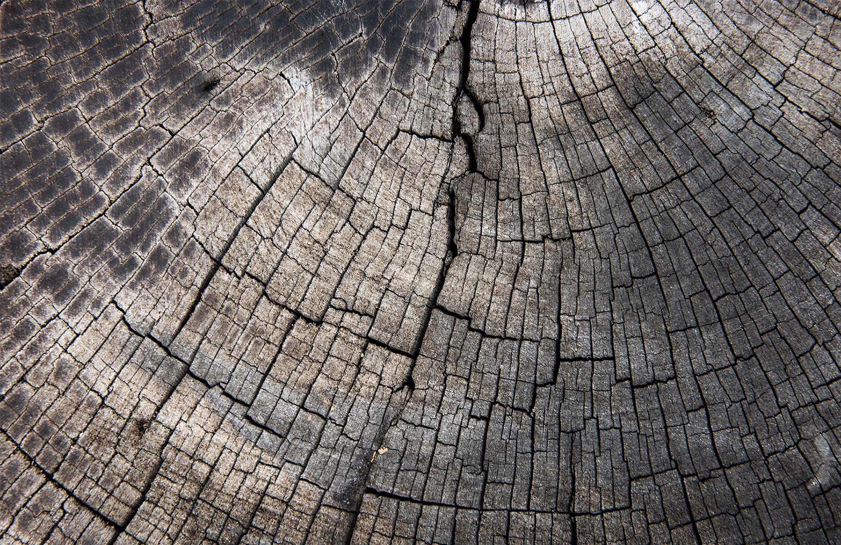 Фотообои с фактурой дерева в скандинавском стиле Узоры на Стене