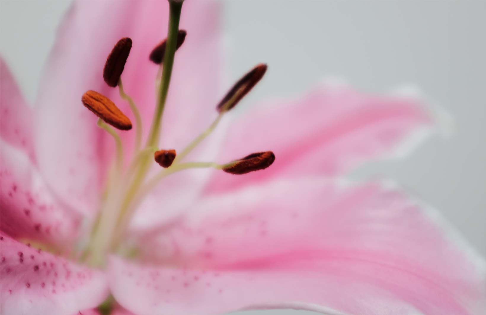 Нежные фотообои с розовой лилией для спальни молодой девушки Узоры на Стене