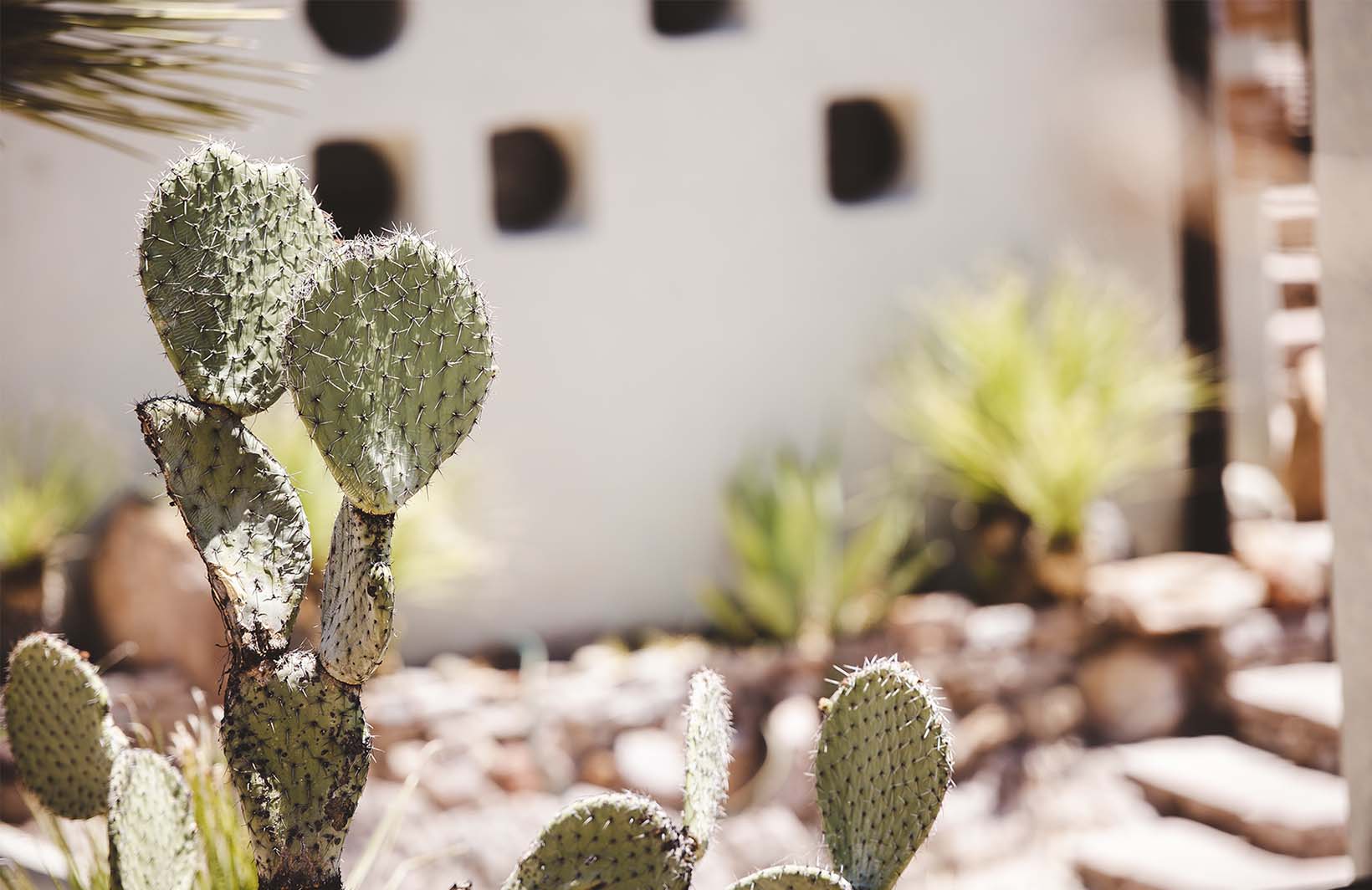 Солнечные фотообои с колоритными кактусами из Африки Узоры на Стене