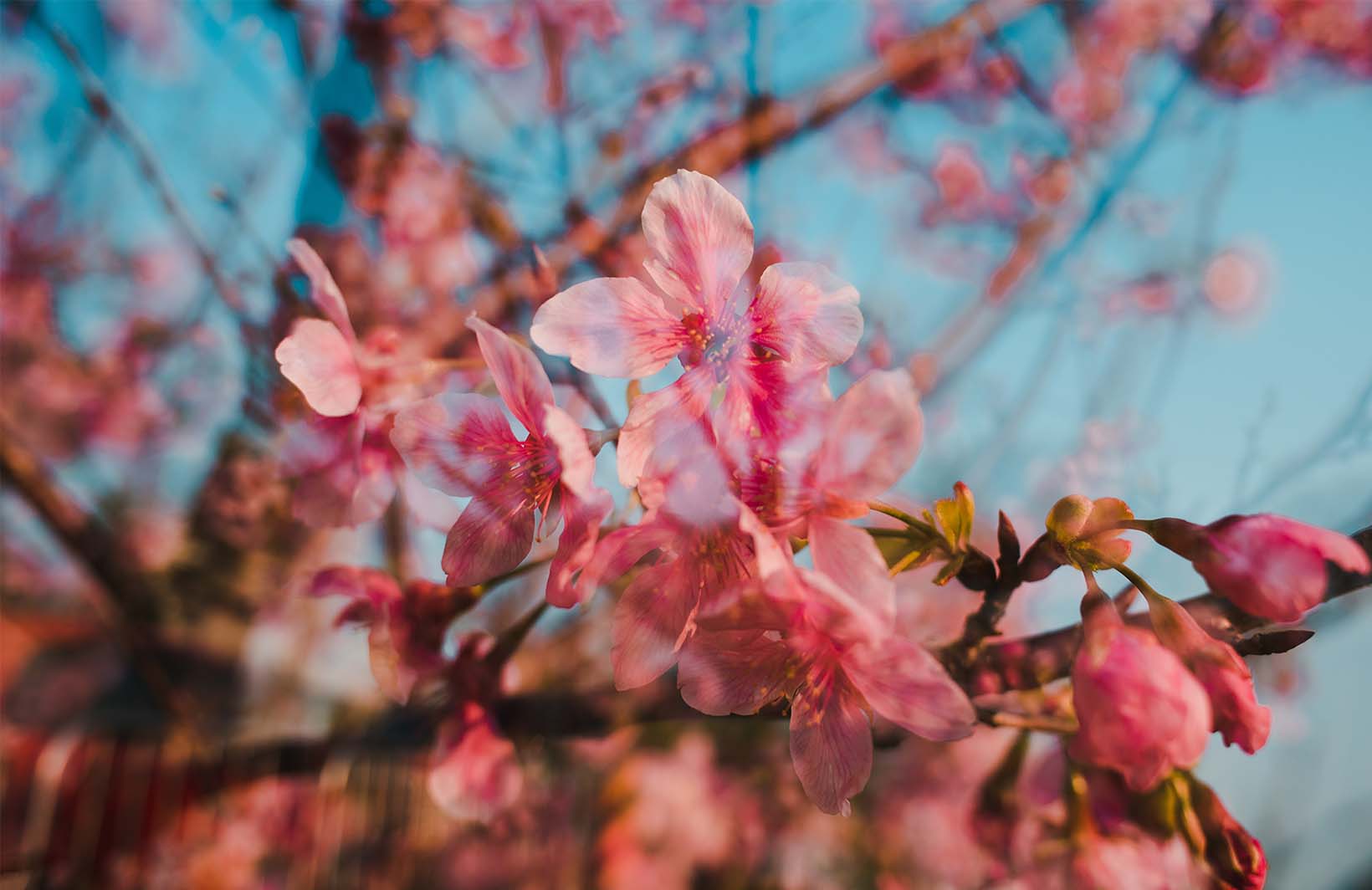 Фотообои розовая сакура в цвету Узоры на Стене