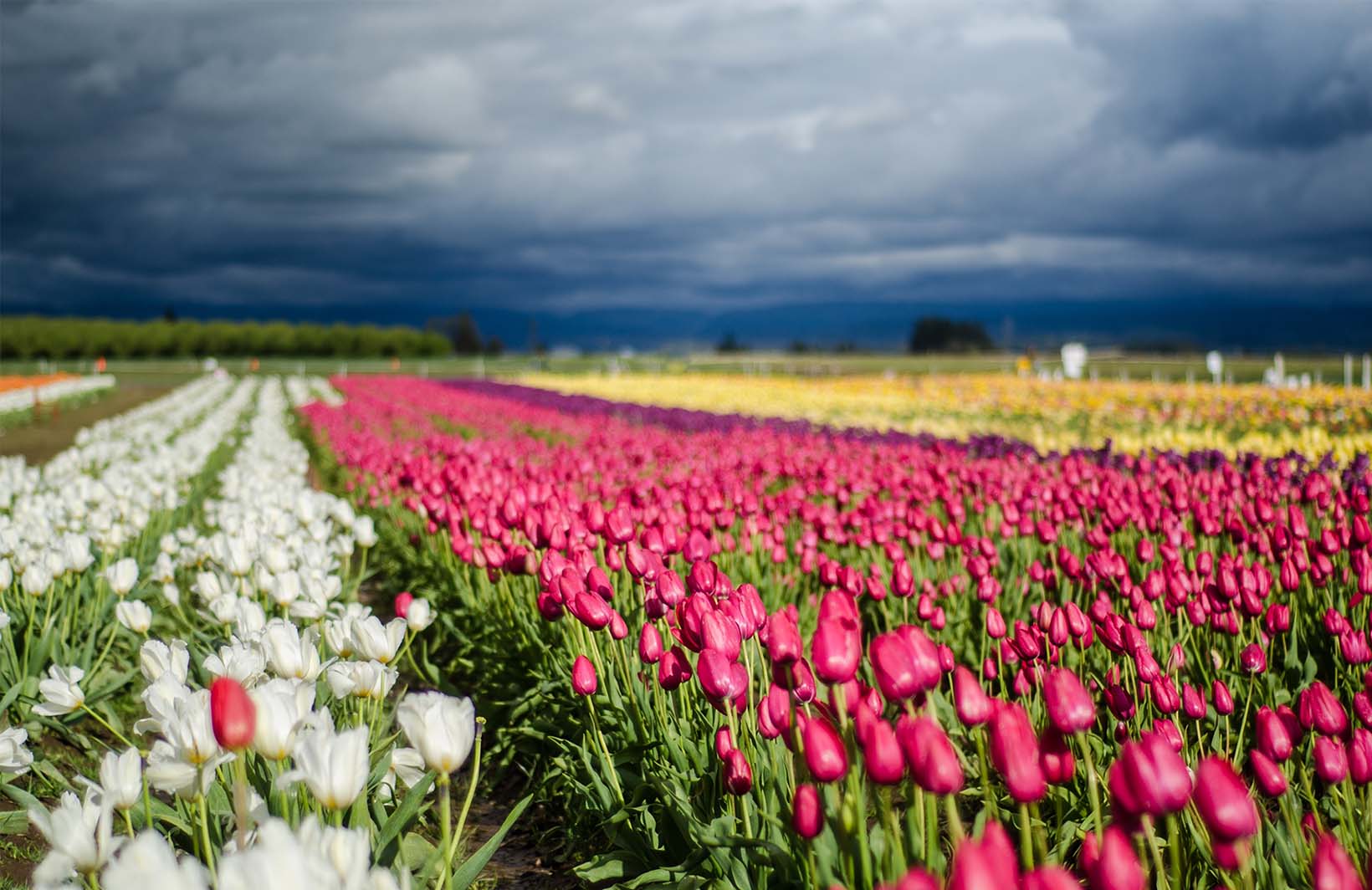 Вдохновляющие фотообои 3д с яркими тюльпанами для спальни Узоры на Стене
