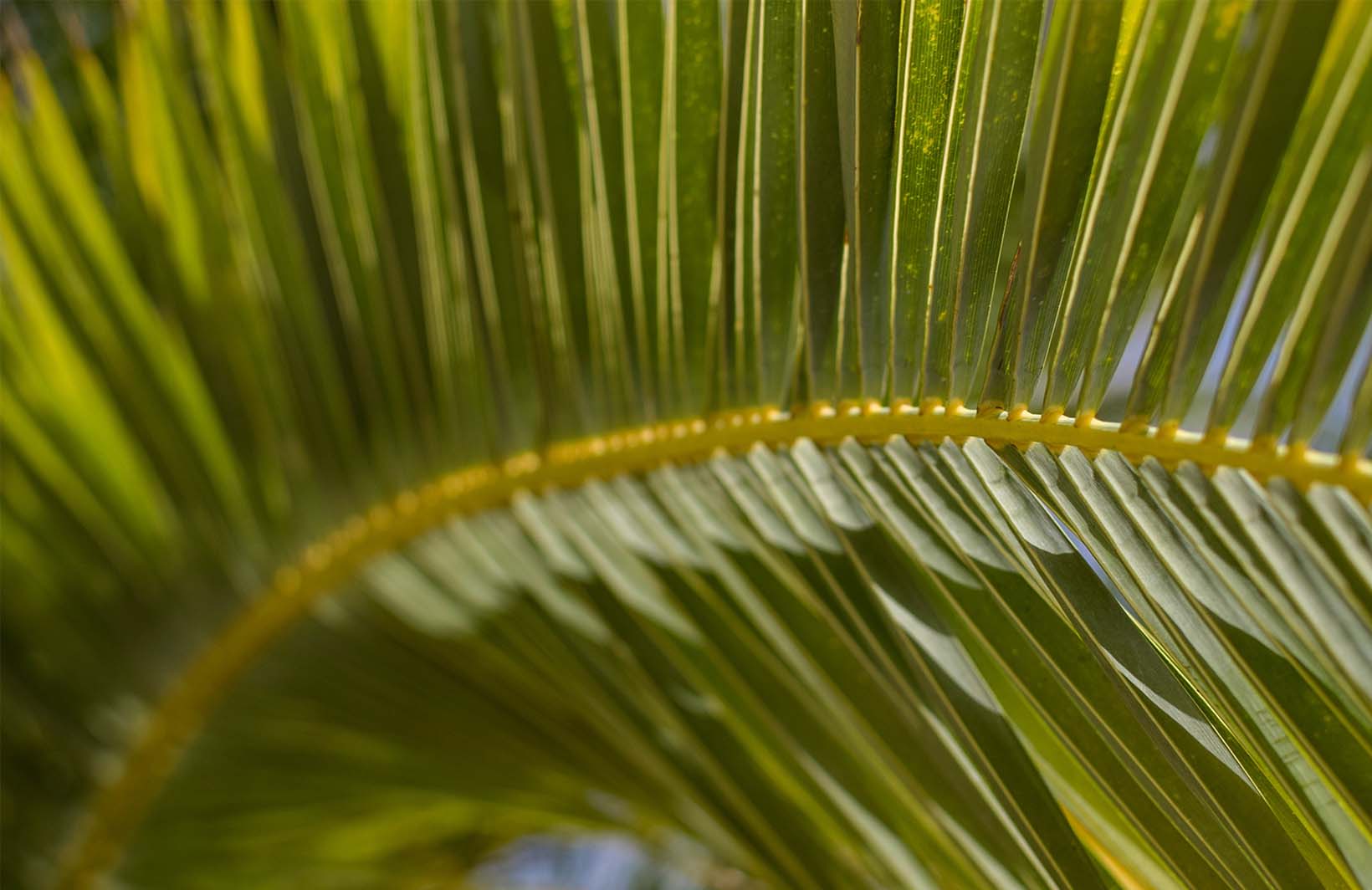 Яркие фотообои в сочных зеленых тонах тропические листья Узоры на Стене