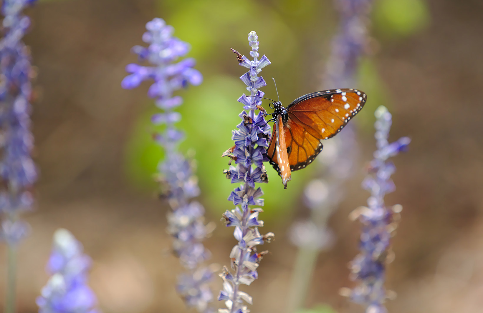 Летние фотообои завтрак бабочки Узоры на Стене