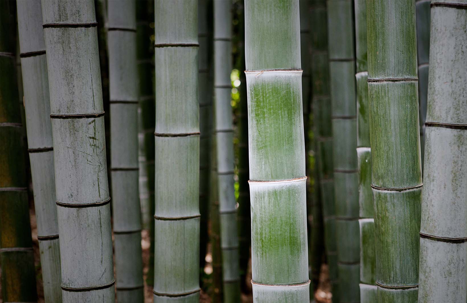 Фотообои с бамбуковыми тропическими зарослями Узоры на Стене