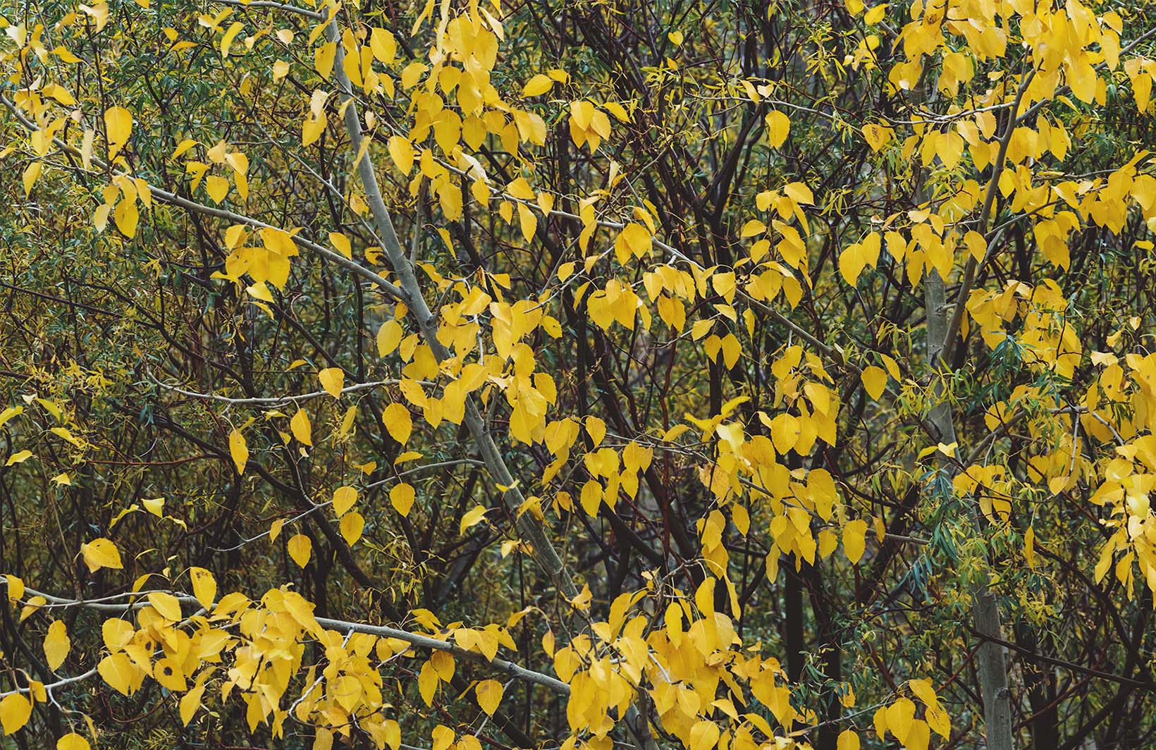 Фотообои золотая осень Узоры на Стене