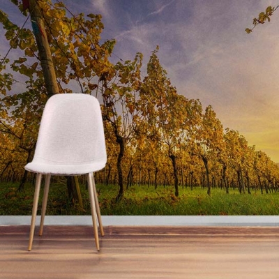  Фотообои с рядами винограда увеличивающие пространство  Узоры на Стене